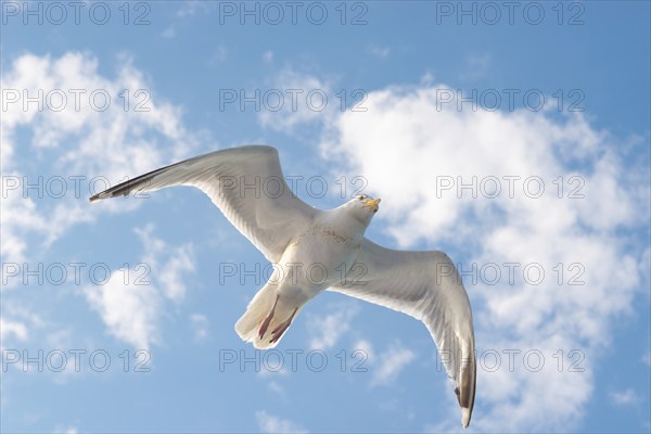 European herring gull (Larus argentatus), flying in front of summer sky with clouds, gull in flight