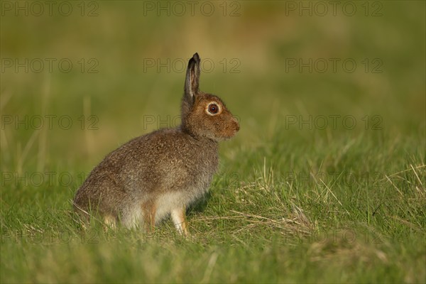 Mountain hare (Lepus timidus) adult animal standing on grassland, Scotland, United Kingdom, Europe