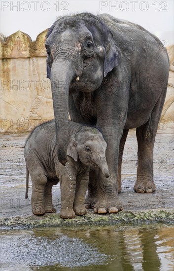 Asian elephant (Elephas maximus), juvenile and cow elephant, captive, distribution southern and