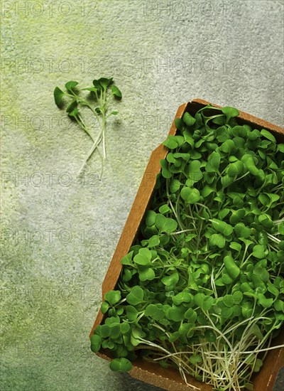 Fresh micro-greenery, in a paper container, top view, no people