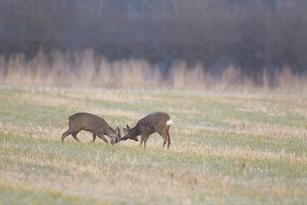 Roe deer (Capreolus capreolus) two adult male bucks rutting on grassland, Suffolk, England, United