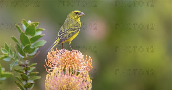 Brimstone canary (Crithagra sulphurata), Harold Porter National Botanical, Betty's Bay, Western