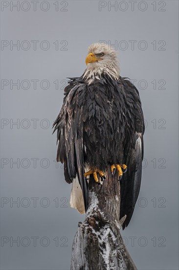 Bald eagle, Haliaeetus leucocephalus, sitting, adult, winter, Homer, Alaska, USA, North America