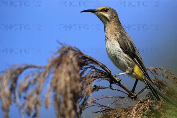 Cape Honeybird (Promerops cafer), adult, female, perch, Kirstenbosch Botanical Gardens, Cape Town,