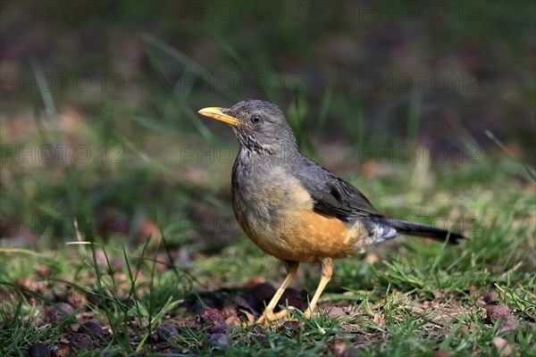 Olive thrush (Turdus olivaceus), adult, on the ground, alert, Kirstenbosch Botanical Gardens, Cape