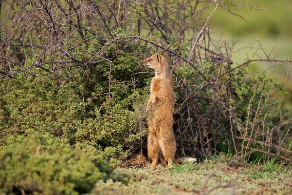 Yellow mongoose (Cynictis penicillata), adult, standing upright, alert, Mountain Zebra National