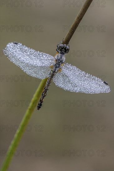 Black Darter (Sympetrum danae), Emsland, Lower Saxony, Germany, Europe
