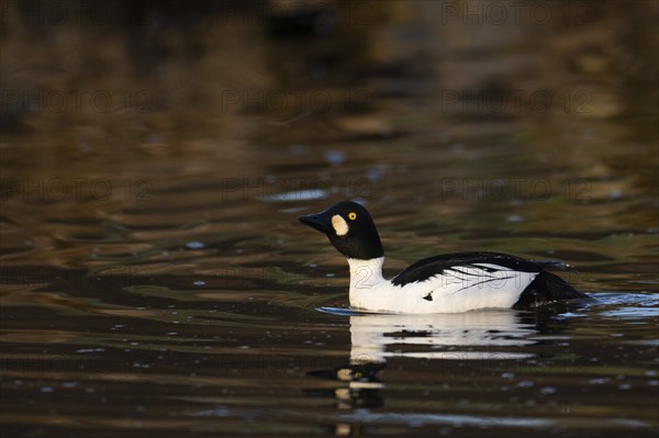 Common goldeneye (Bucephala clangula), Sweden, Europe