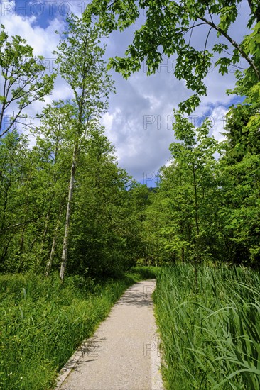 Hiking trail at Barmsee, Krün, Werdenfelser Land, Upper Bavaria, Bavaria, Germany, Europe