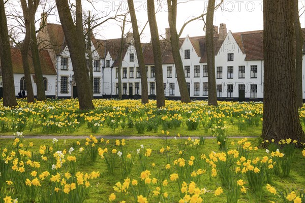 The Beguinage, Benelux, city, city trip, garden, flowers, yellow, religious, religion, West