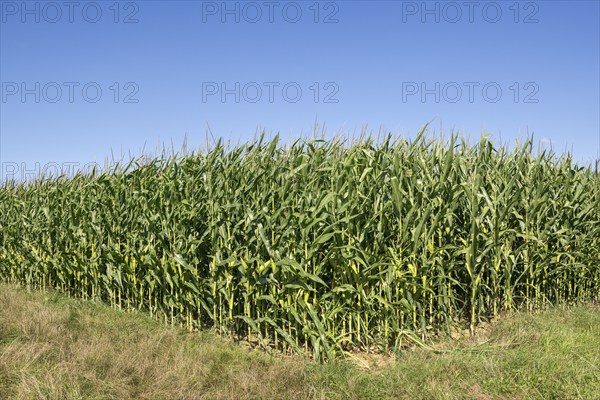 Symbolic image, renewable energies, maize plants, biogas plant, feed maize, maize cobs, immature,