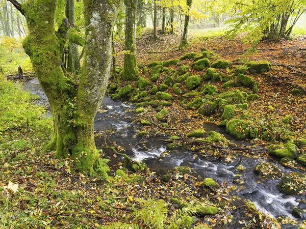 Hill Stream, the Schwartzbach, moss covered boulders and trees, and surrounding forest in autumn
