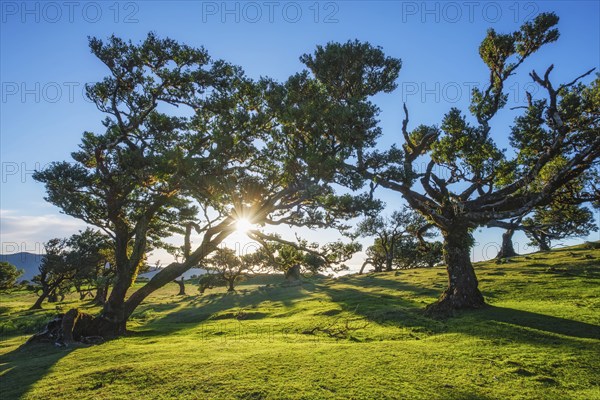 Centuries-old til trees in fantastic magical idyllic Fanal Laurisilva forest on sunset. Madeira