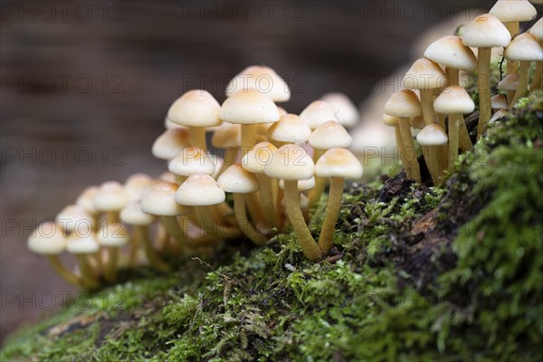Conifer tuft (Hypholoma capnoides), also known as honey agaric, grows on a dead tree stump in a