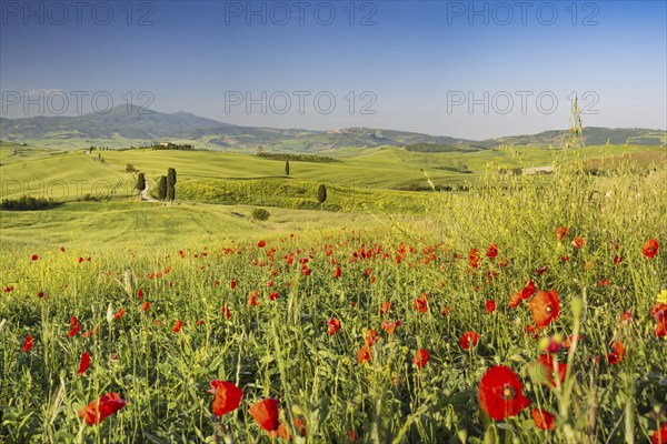 Landscape at sunrise around Pienza, Val d'Orcia, Orcia Valley, UNESCO World Heritage Site, Province