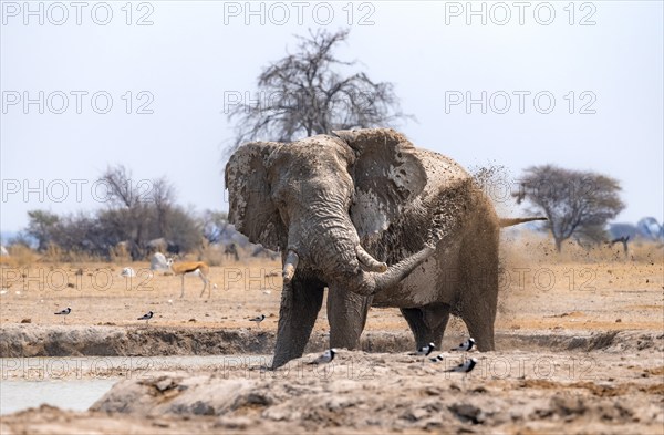 African elephant (Loxodonta africana), taking a mud bath at the waterhole, splashing water with its