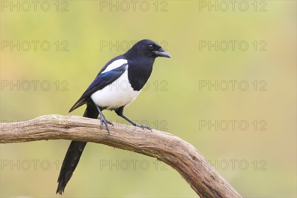 Magpie, (Pica pica) sitting on a branch with contrasting blue, black and white feathers, wildlife,