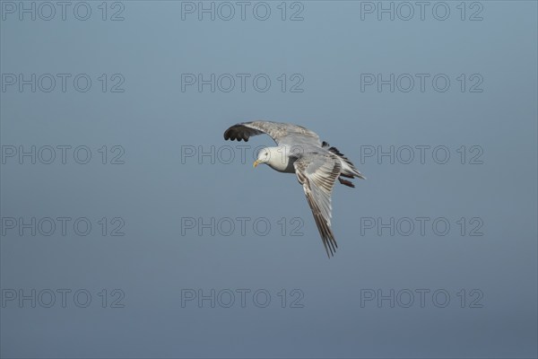 Herring gull (Larus argentatus) adult bird in flight, Suffolk, England, United Kingdom, Europe