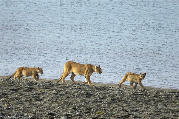 Cougar (Felis concolor patagonica) wbl. Torres del Paine NP, Chile, Torres del Paine NP, South