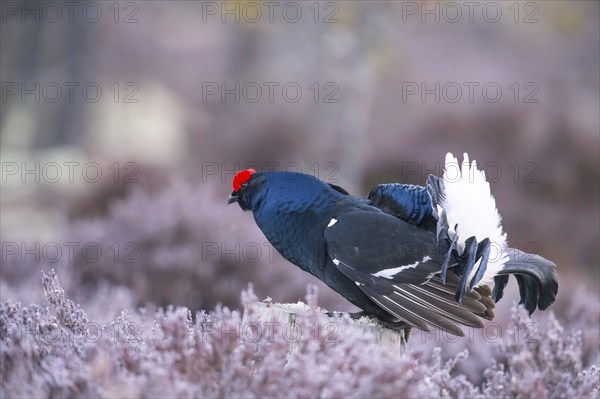 Black grouse, Lyrurus tetrix, Tetrao tetrix, Bavaria, Bavaria, Federal Republic of Germany