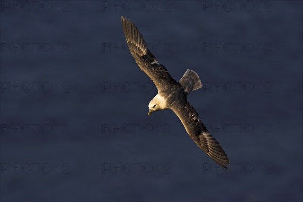 Fulmar, (Fulmarus glacialis), Heligoland, island of Heligoland, Schleswig-Holstein, Federal
