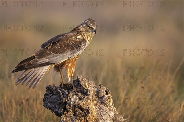 Marsh harrier (Circus aeruginosus) medium-sized bird of prey, male, hunting in reeds, looking for
