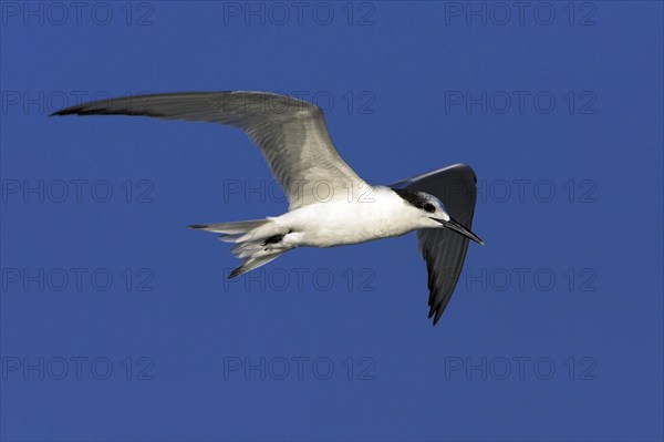 Sandwich tern (Sterna sandvicensis), Bowman's Beach, Sanibel Island, Florida, USA, North America