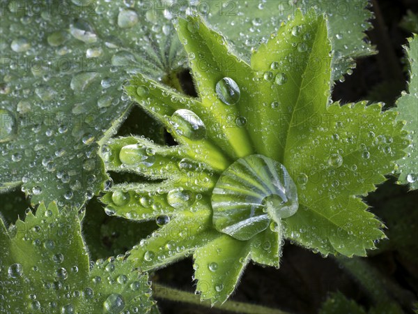 Lady's mantle (Alchemilla), plant leaves with water droplets, Hesse, Germany, Europe