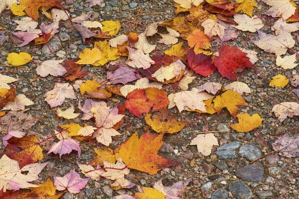 Colourful autumn leaves in bright reds, yellows and oranges on a stony ground, autumn, New