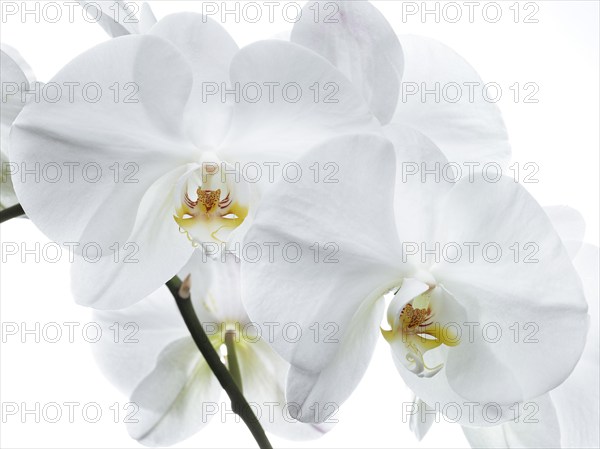 White orchid (Phalaenopsis), flowers