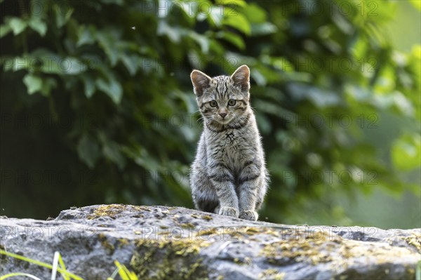 A kitten sits quietly on a stone, surrounded by green foliage in the forest, wildcat (Felis