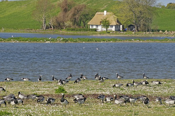 Geese in front of a lake and hill, Langeland, Manor Route, Denmark, Europe
