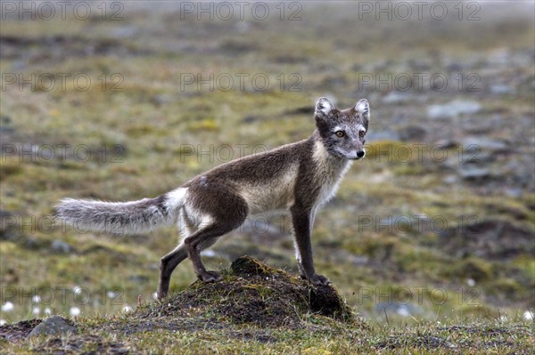 Arctic fox, (Alopex lagopus), summer fur, biotope, foraging Svalbard Spitsbergen, Norway, Europe