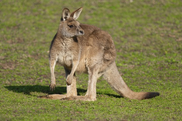 Giant kangaroo (Macropus fuliginosus) stands in a meadow and looks attentively, Germany, Europe