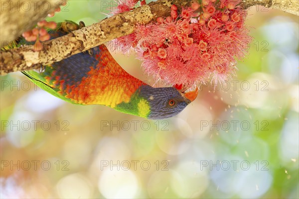 Rainbow lorikeet eating flowers of a sub-tropical rainforest tree Syzygium moorei or Coolamon tree