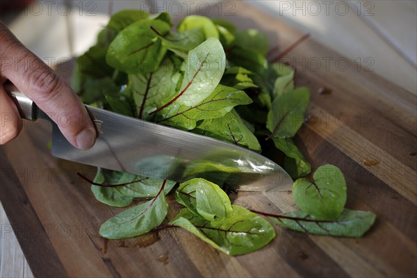 Southern German cuisine, preparation of sorrel soup with char, blood sorrel (Rumex sanguineus),