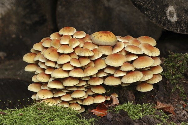 Sulphur tuft (Hypholoma fasciculare), North Rhine-Westphalia, Germany, Europe