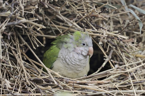 Monk parakeet (Myiopsitta monachus) in nest, captive, occurrence in South America