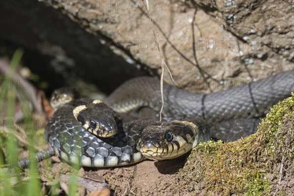 Group of Grass snakes (Natrix natrix) basking in the sun by a rock at springtime