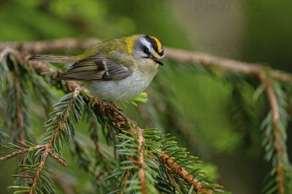 Goldcrest, Regulus ignicapillus, Luce, Mountain area, Luce, Styria, Slovenia, Europe