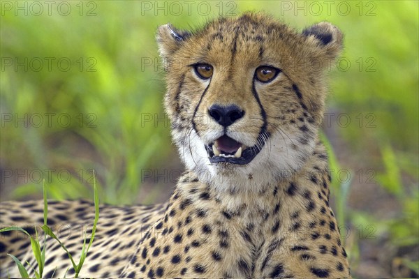 Young cheetah (Acinonyx jubatus), Cheetah, young male in the Kalahari South Africa Portrait