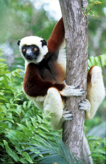 Coquerel's crown sifaka, Propithecus verreauxi coquereli, Madagascar, Africa