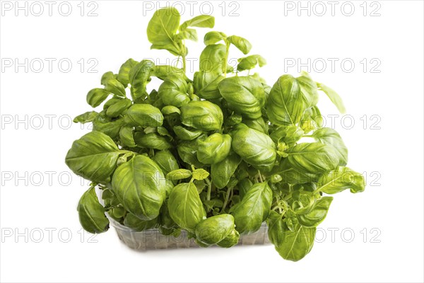 Plastic box with microgreen sprouts of basil isolated on white background. Side view, close up