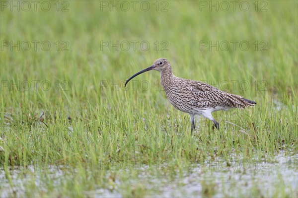 Eurasian curlew (Numenius arquata), Lower Saxony, Germany, Europe