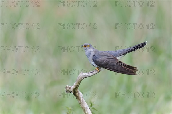 Common cuckoo (Cuculus canorus) male, Lower Saxony, Germany, Europe