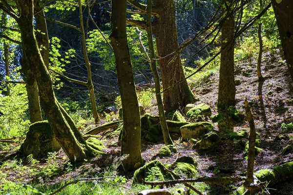 Block heap, in the mountain forest, Milseburg, near Hofbieber, Kuppenrhön, Rhön, Hesse, Germany,