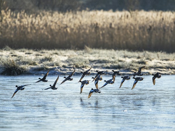 Eurasian Wigeon, Mareca penelope, birds in flight over marshes at winter
