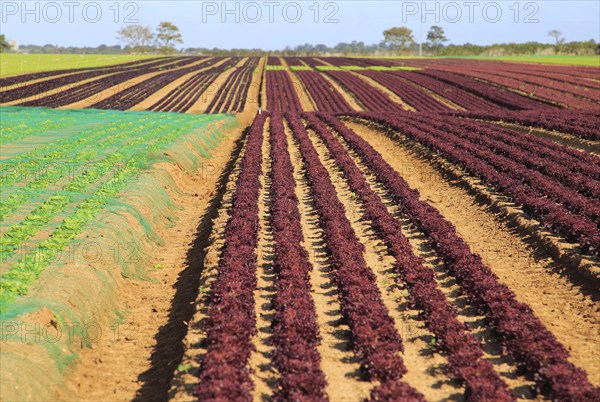 Lettuce crop growing in field, Buckanay Farm, Alderton, Suffolk, England, UK