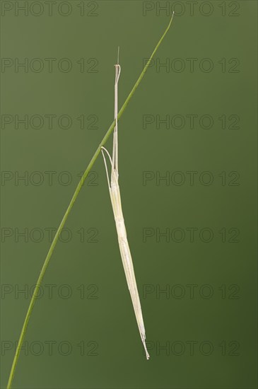 Pink Winged Stick Insect or Winged Stick Insect (Sipyloidea chlorotica, Sipyloidea sipylus), nymph,