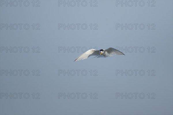 Little tern (Sternula albifrons) adult bird hovering in flight, Suffolk, England, United Kingdom,